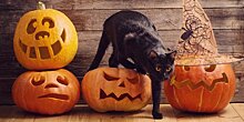 Грозит ли животным с черным окрасом опасность на Хеллоуин