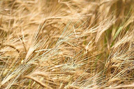 Татарстан завершает уборку зерна: намолочено 4,5 млн тонн