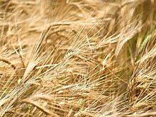 Спрос на работников сельского хозяйства в Татарстане снизился на треть