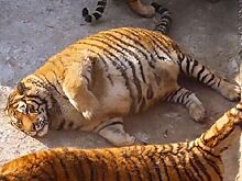 Толстые амурские тигры рассмешили пользователей сети