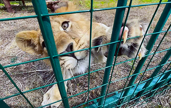 Подмосковный парк-приют для диких животных "Земля прайда" переехал