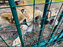 Подмосковный парк-приют для диких животных "Земля прайда" переехал