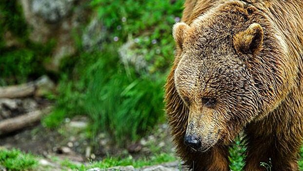 В Чебоксарах поймали гулявшего по улицам медведя