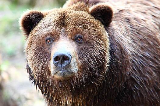 Боксер Медведев убил напавшего на него медведя