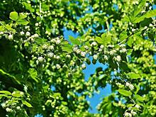 Чувашский хмель приносит хороший доход в казну региона