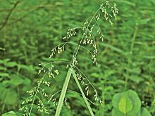 Редкие виды злаков начали цвести на природных территориях Москвы