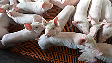 Во Владимирской области зафиксировали вспышку африканской чумы свиней