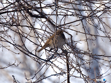Фото: в дендропарке заметили редкую для Новосибирска маленькую птицу