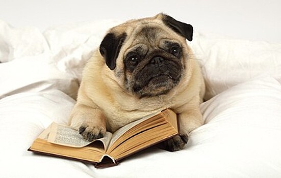 Как собаки приучают детей к чтению