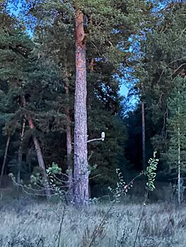 Тишину Бузулукского бора стережет неясыть