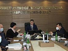 Итоги сортоиспытаний по итогам 2020 года обсудили в Минсельхозе Ставропольского края