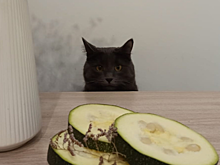 Пицца, рулет, запеканка: рецепты блюд из кабачков