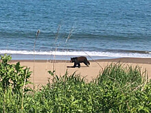 Медведь пробежал галопом по сахалинскому пляжу (ВИДЕО)