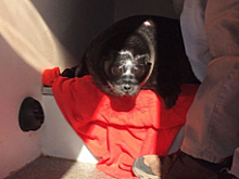 Вторая попытка: нерпенка Крошика выпустили в Ладожское озеро