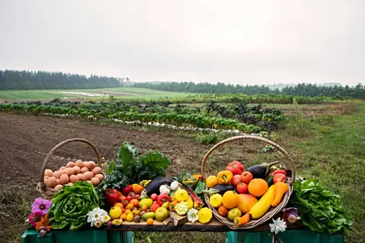 Чем хороши сезонные продукты местного производства
