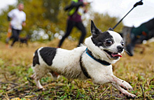 Собаки могут стать нежелательными гостями в московском парке «Сокольники»
