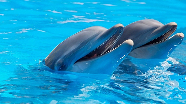 Дельфинов запретили держать в неволе во Франции