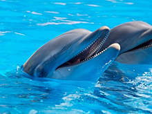 Дельфинов запретили держать в неволе во Франции