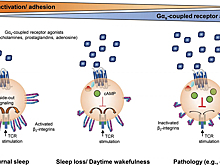Раскрыт механизм повышения иммунитета сном
