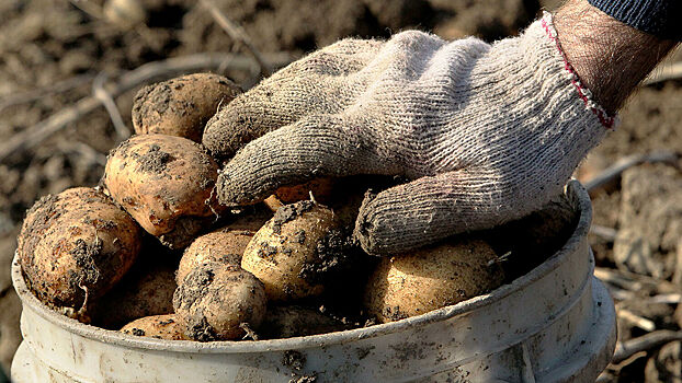 Россияне могут быть оштрафованы за выращивание картошки