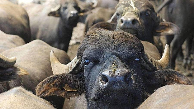 Буйвол убил американского миллионера