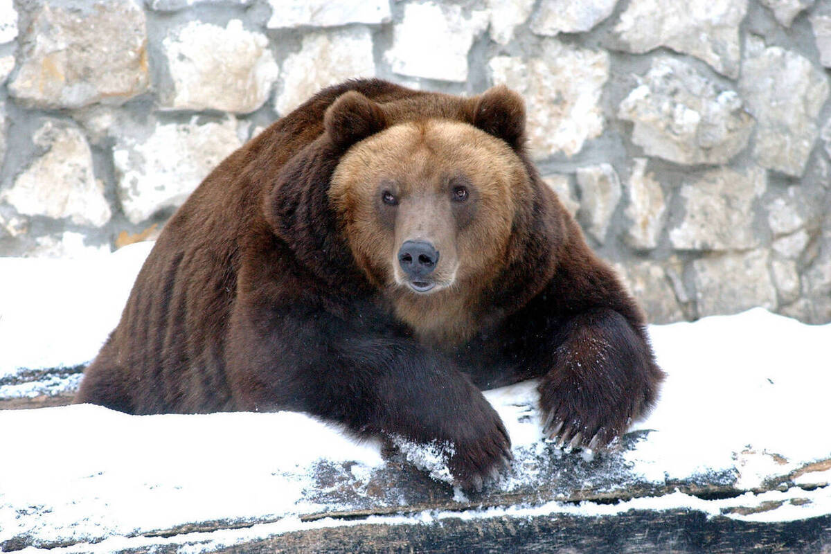 ������&nbsp; ������ ���������� ������ ���Ҡ�����, �������� ���������