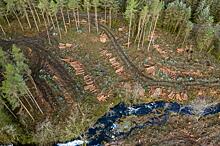 Рубки леса вокруг нерестилищ приведут к исчезновению ценных пород рыб — экологи