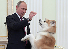 Видео: собака Путина облаяла японцев