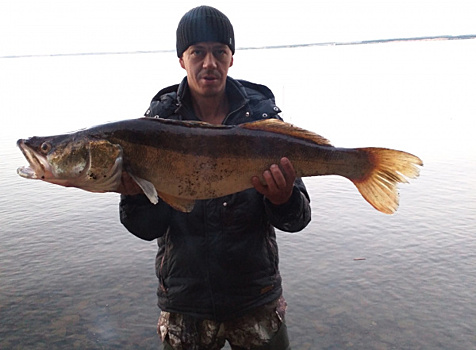 Приняли за фотошоп: рыбак из Сызрани поймал гигантского судака