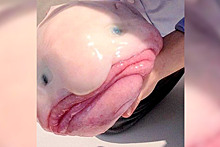 Рыба-капля: существо с почти человеческим лицом