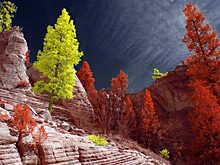 Лучшие работы с конкурса инфракрасной фотографии Life in Another Light