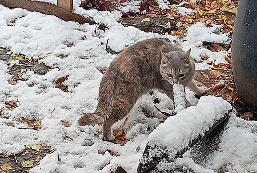 Семейство кошек из ледяной заброшки спасают волонтеры в Новосибирске