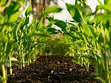 США решили ввести пошлины на азотные минеральные удобрения из России