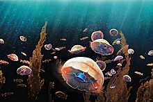 У берегов турецкого Каша наблюдается нашествие опасных медуз