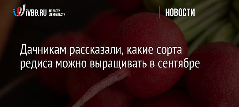 Дачникам рассказали, какие сорта редиса можно выращивать в сентябре