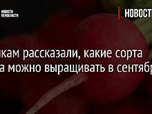 Дачникам рассказали, какие сорта редиса можно выращивать в сентябре