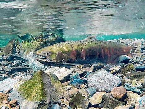 Самый теплолюбивый лосось успешно отнерестился в реках «Земли леопарда»