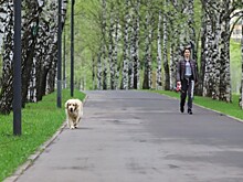 Собаководам на заметку: Четыре правила прогулок с мохнатым другом на природе