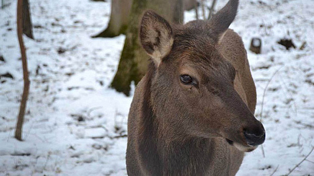 В Воронежскую область впервые привезли более 50 благородных оленей из Венгрии