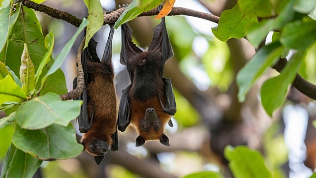 Когда-то у летучих мышей были руки, но эволюция превратила их в крылья — открытие