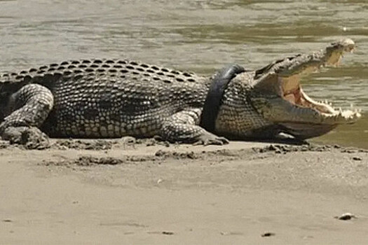 Мужчина помог крокодилу, шесть лет жившему с колесом на шее