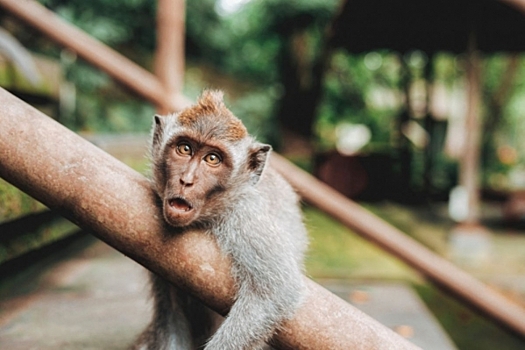 Челябинских обезьян закрыли на карантин из-за ОРВИ