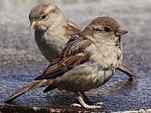 Орнитологи забили тревогу: в Казани осталось крайне мало воробьев