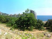 «Сплошной троллинг и хайп». Власти Севастополя заспорили с прокуратурой