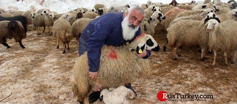Житель Стамбула променял автомобили на овец