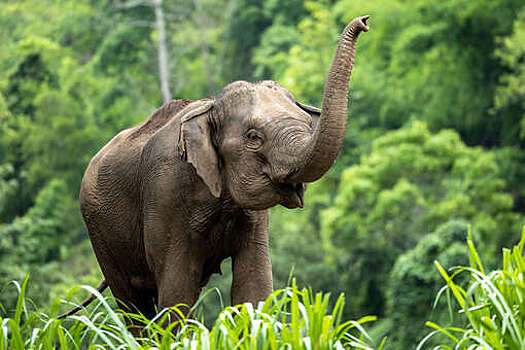 Актер из Шри-Ланки Джексон Энтони скончался после ДТП с диким слоном