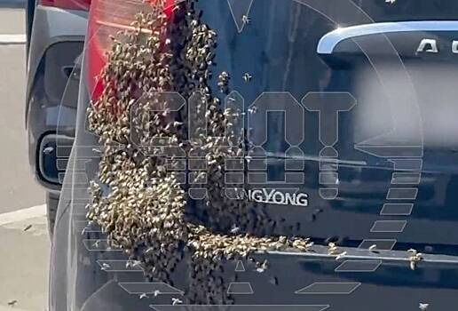 В Подмосковье автомобиль оккупировали неприятные «пассажиры»