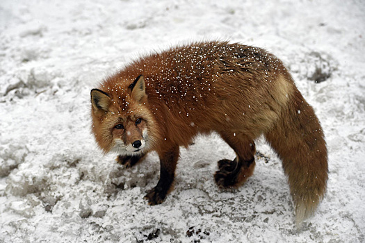 Москвичи стали чаще встречать лис