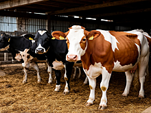 В Россельхознадзоре высказались о новом штамме птичьего гриппа, выявленного в США