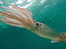 Ученые выясняли, когда на земле появились кальмары